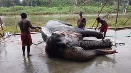 48-day rejuvenation camp for elephants begins in Southern India
