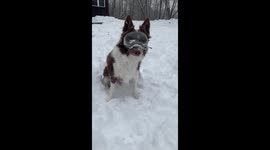 US woman gives her dog special goggles so she can play in the snow