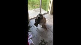 'Who ate the tree?' Dog gives guilty look when confronted by owner over broken Christmas tree