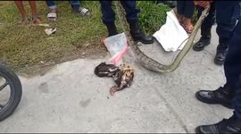 Massive python caught eating chickens in Indonesia
