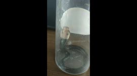 Cute king cobra hatchling rescued from kitchen in Indonesia