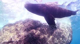 scuba diving with sea lions in baja california, mexico
