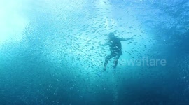 scuba diver in mexico with large school of fish