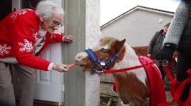Miniature horses dressed as Santa surprise UK woman on her 95th birthday