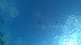 Bubblering jellyfish