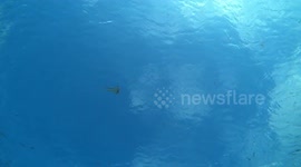 Newsflare Edit - Jellyfish caught by a bubblering