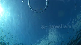 Bubblering vs jellyfish