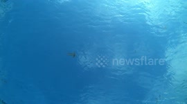 Cool moment jellyfish caught by a bubble ring in Mediterranean Sea