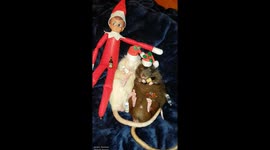 Rats having Christmas drinks with Elf on the Shelf