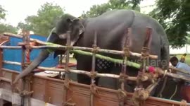 Elephants take part in 48 days long rejuvenation camp in southern India