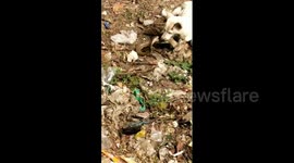 Grim footage shows moment brave dog fights in vain with venomous cobra