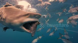 Diver gets up close with sharks during feeding frenzy off Florida's coast
