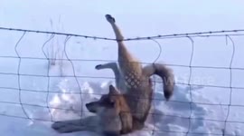 Film crew in China free wolf trapped in barbed wire