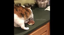 Chonky cat rejects bagel