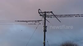 Starlings Fly South