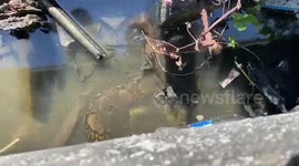 Python Slithers Through Dirty Bangkok Canal