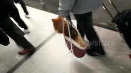 Dog transported in hand bag. Paris. Olympiades metro station. 20 dec 19