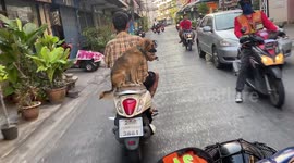 Calm dog rides on motor scooter through busy traffic