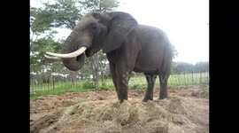 Rescued elephant uses trunk like fingers to pick up pellets