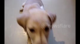 Cute 10 week old puppy doing treats on paws trick