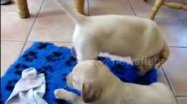 Cute 6 week old labrador puppies playing