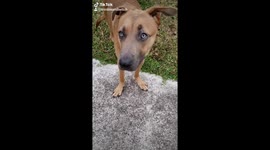 Atalyn playing with Trimble and Twitch, her two special needs dogs.