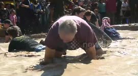 Tourists in Thailand wade through mud to catch eels with bare hands