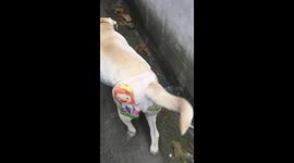 Female Dog Has Colourful 'Anti Mating' Shorts