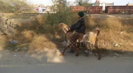 Strange sight of boy spotted riding goat through streets of Lahore