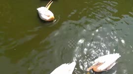 Pink backed pelicans arrive at Giza Zoo