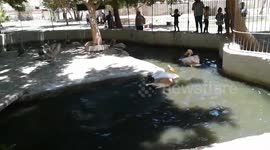 Rare hatch of African pink backed pelicans in Giza