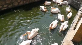 Giza Zoo Welcomes Pink Backed Pelicans