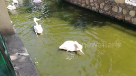 Audubon Zoo African Pelicans In Giza