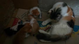 Mother Cat Spotted In Old House With Four Kitties