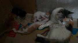 Four Kitties Plays With Angle Mother