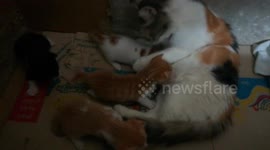 Mother Breastfeeding Her Twins Kitties