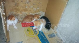 Four Twins Kitties cute babies