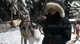 Reindeer conversation at the Reindeer Lodge, Jukkasjärvi, Lapland, Sweden