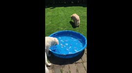 Willie Gets A Carrot
