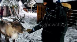 Reindeer feeding time at Sweden's winter wonderland