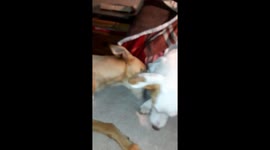 Butch the Jack Russell pup and selkie fighting