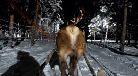 On a reindeer sleigh ride as Santa sets off from Lapland on his Christmas journey