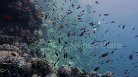 Beauty Of Diving In Coral Reefs Sharm El Sheikh