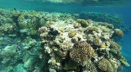 Diver Enjoys His Snorkeling Time At Savoy Sharks In  Red sea Egypt
