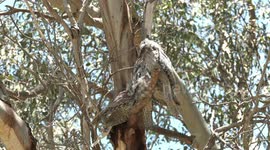 A peek into the lives of an amazing Tawny Frogmouth family