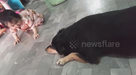 Toddler Teases Pet Dog For Falling Asleep