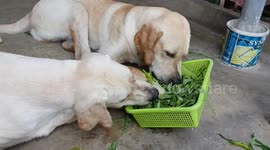 Vegetarian Labrador Retrivers Eat Morning Glory
