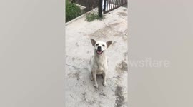 Heartbreaking Moment Stray Pooch Is Separated From Friend