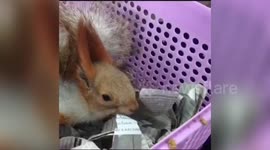 Indian customs officers seize animals from suspected smuggler