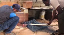 Snake catcher frees deadly viper from fishing net